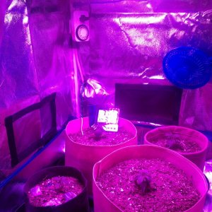 First LED Grow