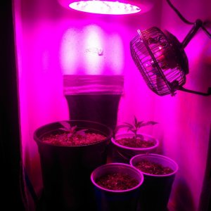 First LED Grow