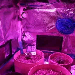 First LED Grow