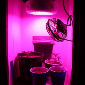 First LED Grow