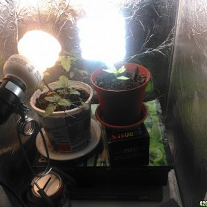 Grow Box