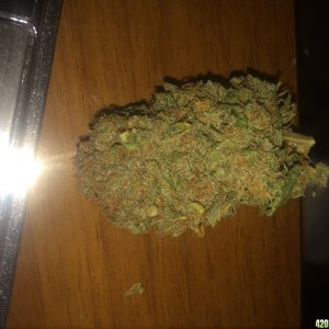 Critical sensi star