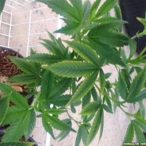 Mg deficiency