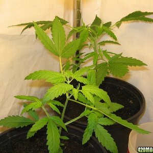 1st grow 2nd photo, rt.