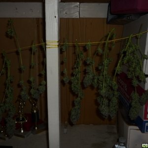 Bay 11 Clones April 25th Day 68 Bloom/Harvest