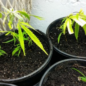 planting clones