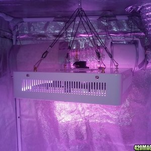 led grow