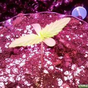 led grow