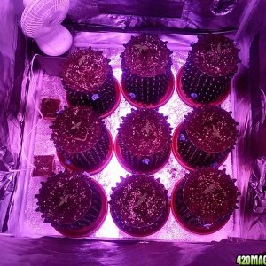 led grow