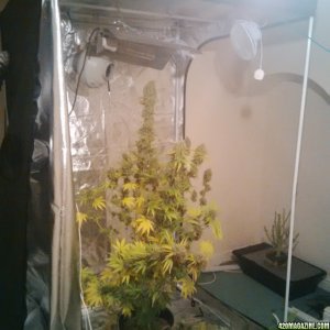 Nirvana Seeds-Ice and Bomb Seeds-Ice Bomb