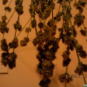 1 o.g. kush harvested