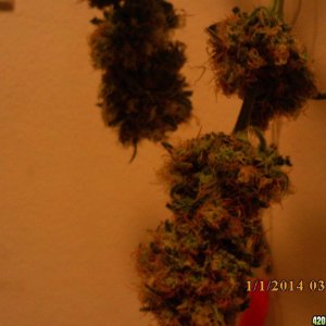 1 o.g. kush harvested