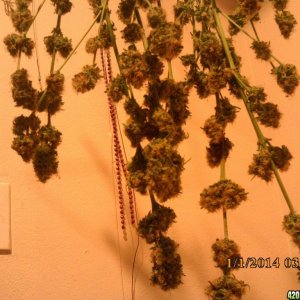 1 o.g. kush harvested