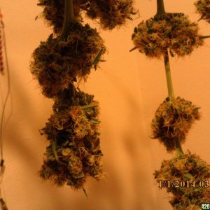 1 o.g. kush harvested