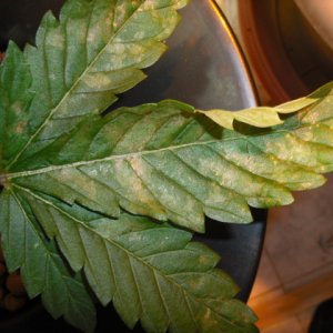 spots on leaves