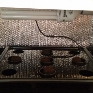 My grow box - Grandma