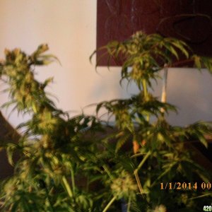 o.g kush grow pics