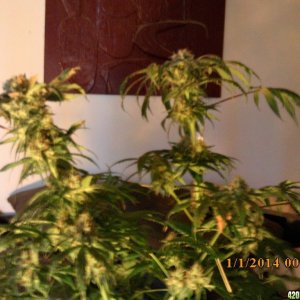 o.g kush grow pics