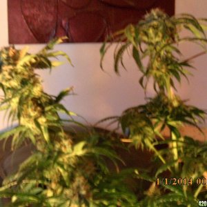 o.g kush grow pics