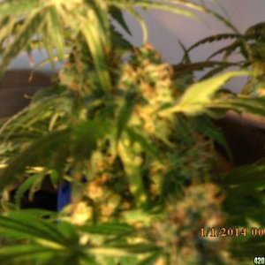 o.g kush grow pics