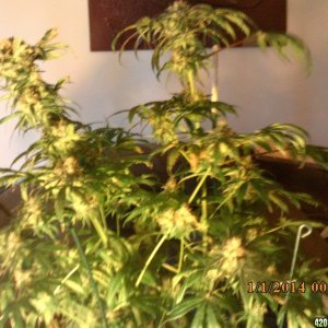 o.g kush grow pics