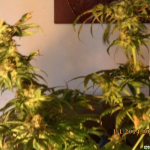 o.g kush grow pics