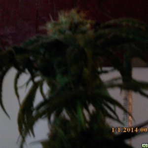 o.g kush grow pics