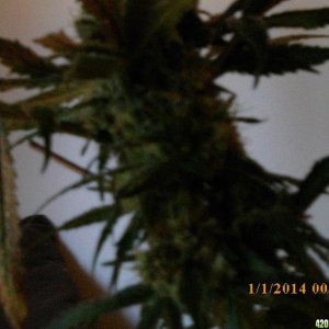 o.g kush grow pics