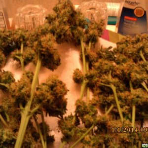 o.g kush grow pics