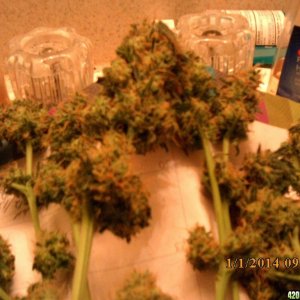 o.g kush grow pics