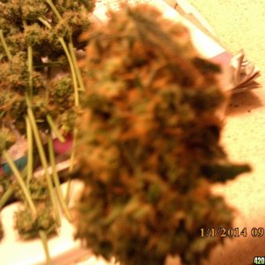 o.g kush grow pics