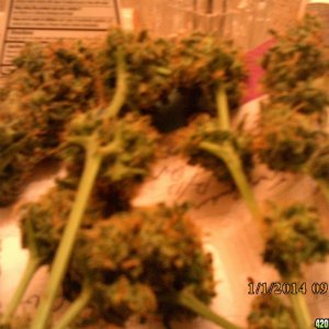 o.g kush grow pics