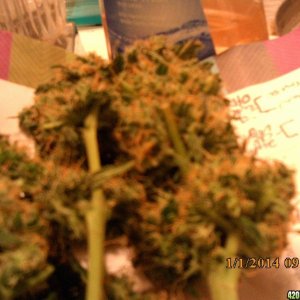 o.g kush grow pics