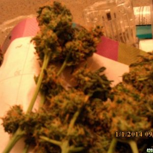 o.g kush grow pics