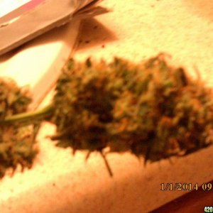 o.g kush grow pics