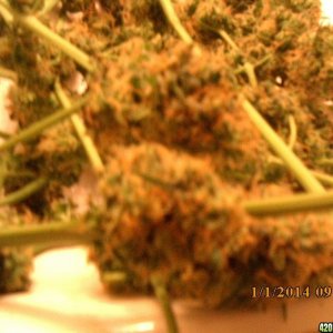 o.g kush grow pics