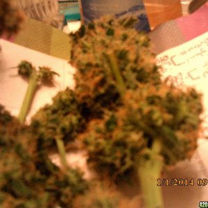 o.g kush grow pics