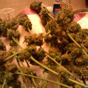 o.g kush grow pics