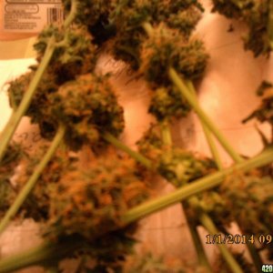 o.g kush grow pics