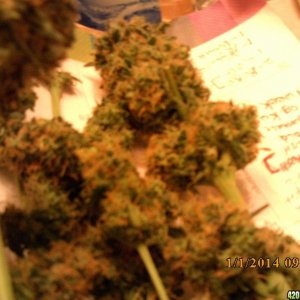 o.g kush grow pics