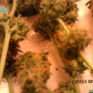 o.g kush grow pics