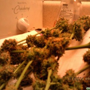 o.g kush grow pics