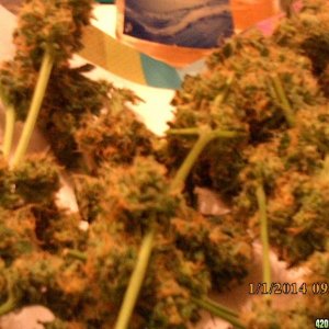 o.g kush grow pics