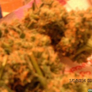 o.g kush grow pics