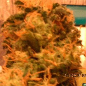 o.g kush grow pics