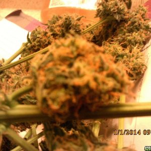 o.g kush grow pics