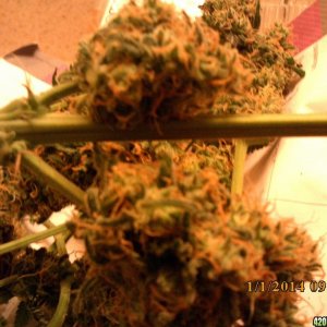 o.g kush grow pics