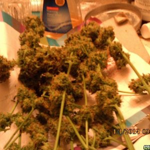 o.g kush grow pics