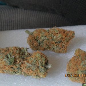 o.g kush grow pics