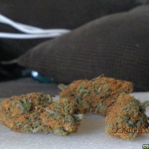 o.g kush grow pics